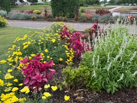 Coleus with Yarrow and salvia at Will Rogers Garden