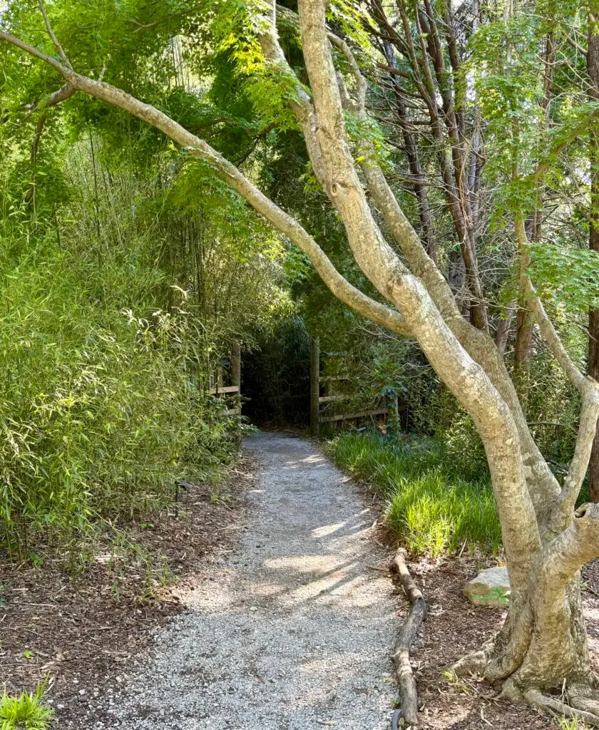 Bamboo and entrance to the back of the Japanese Garden at Cheekwood
