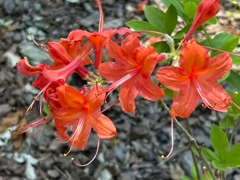 Cerise Color Azalea